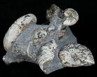 Discoscaphites & Sphenodiscus Ammonites #6121-2